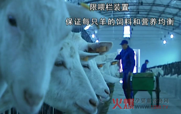 美滋羊奶粉生产基地 优质奶粉从这里开始-产品