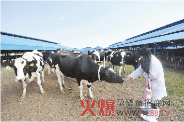 800头澳洲奶牛进驻宁波牛奶集团-行情动态|火