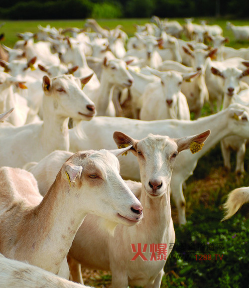 进口羊奶粉品牌推荐排行榜-市场分析|火爆孕婴