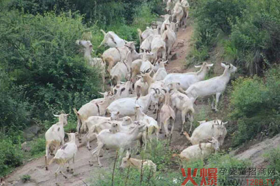 羊奶行业深化监测办法 美力源喜迎国家新政策