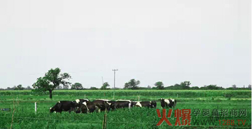 善可奶源基地