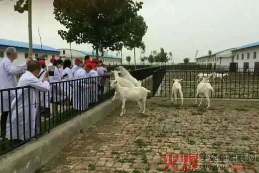 2015年度中国羊奶粉排行榜 圣唐乳业名列前茅