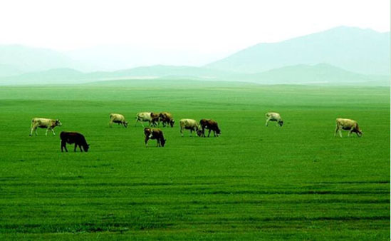 为什么澳洲奶粉价格会高于其他欧美国家