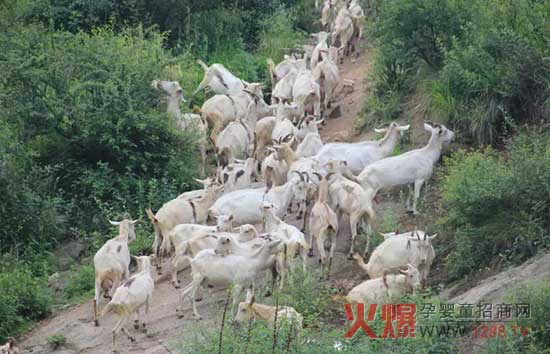 于陕西省市乳协齐倡导的羊乳企业献爱心活动-