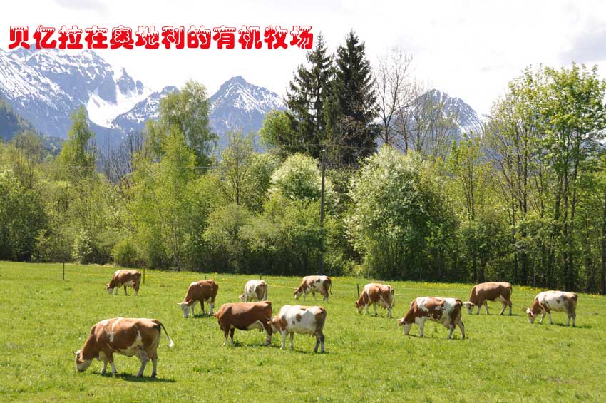 贝亿拉在奥地利的有机牧场
