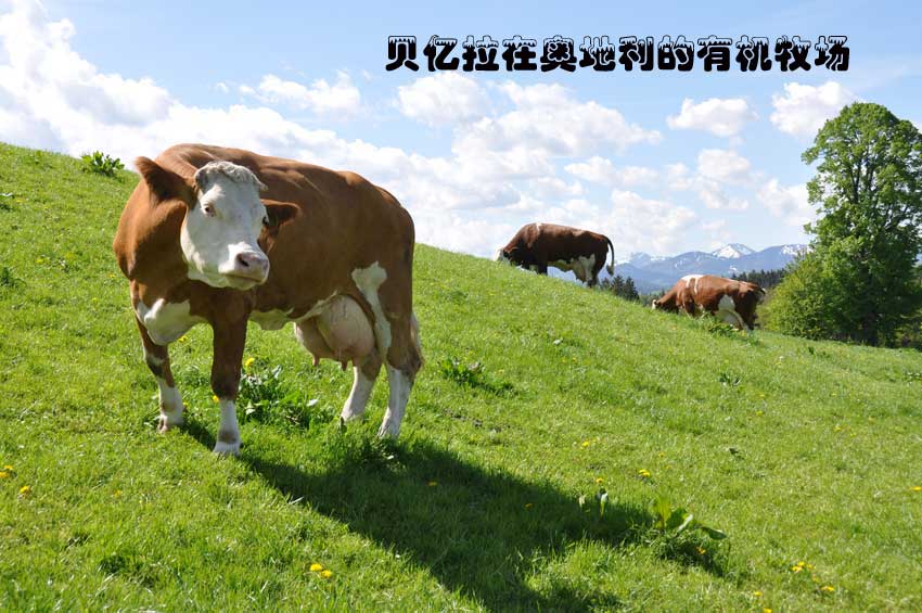 贝亿拉在奥地利的有机牧场奶牛