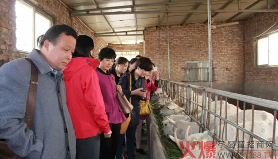 37年坚守信念 红星美羚只做最好的羊奶粉-企业