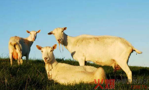 卡洛塔妮羊奶粉品牌 打造最优品质-招商加盟-火