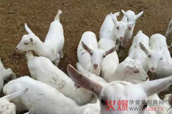 陕西飞天乳业迎来中国登冉投资石家庄食品有限