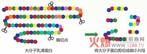 CBME倒计时 高培100专利水解乳清蛋白成焦点