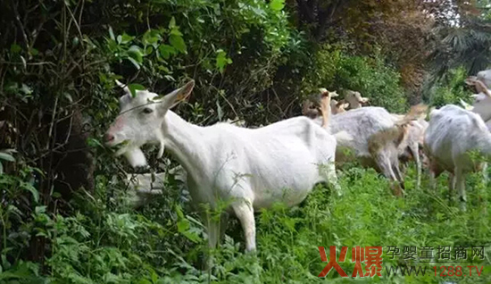 起成全球发展大势-市场分析|火爆孕婴童招商网