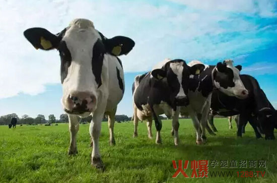 能力多见证团在荷兰自家牧场 遇见世界上最幸福的奶牛-企业报道|火爆孕婴童招商网