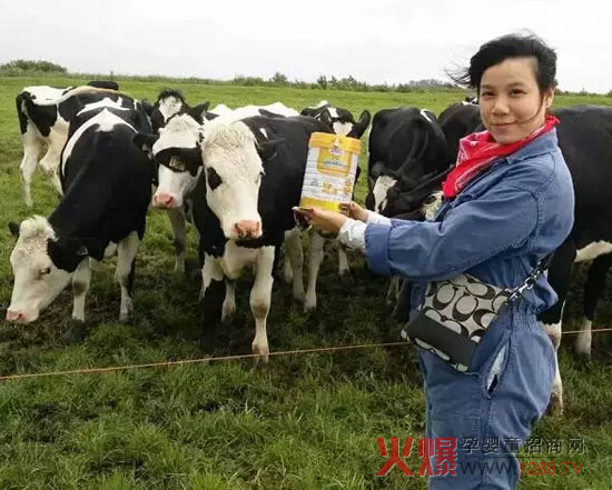 能力多见证团在荷兰自家牧场 遇见世界上最幸福的奶牛-企业报道|火爆孕婴童招商网