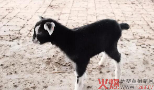 国内第一批阿尔卑斯奶山羊羊羔 在卡倍多奶源
