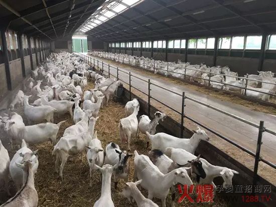 艾特产品原料脱脂羊奶粉和羊乳清蛋白获美国F