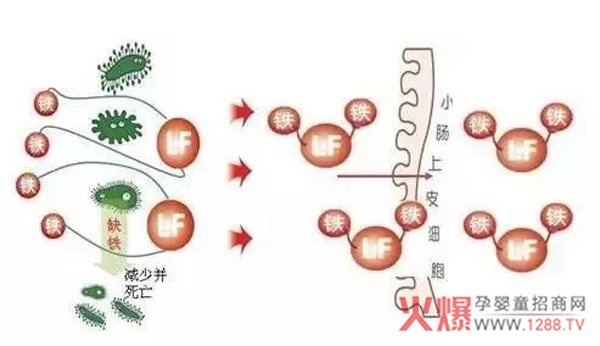 戳!既有舒安宝知识点还有现金红包,这个活动为