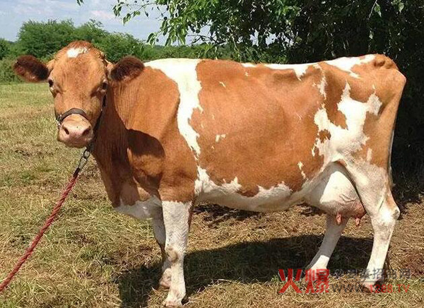 世界十大奶牛品种 最高年产量竟达32吨牛奶-行