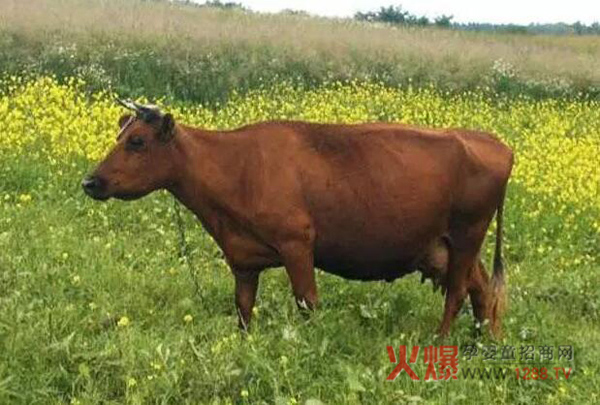 世界十大奶牛品种 最高年产量竟达32吨牛奶-行