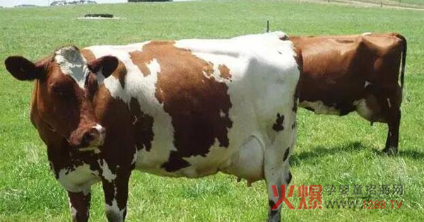 世界十大奶牛品种 最高年产量竟达32吨牛奶-行
