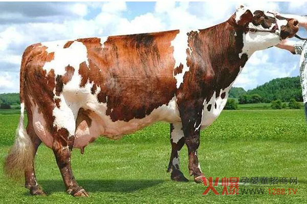 世界十大奶牛品种 最高年产量竟达32吨牛奶-行