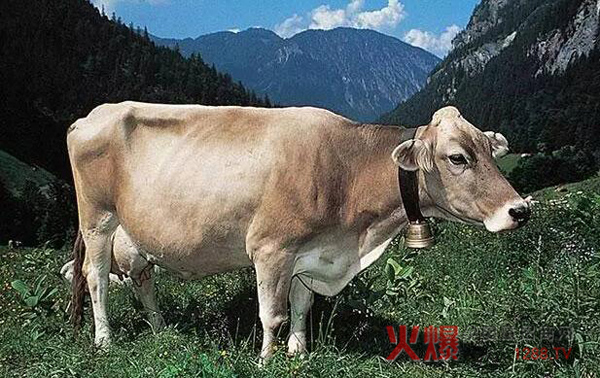 世界十大奶牛品种 最高年产量竟达32吨牛奶-行