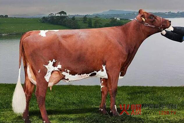 世界十大奶牛品种 最高年产量竟达32吨牛奶-行