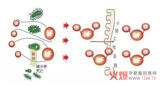 修正洋康:关于乳铁蛋白 你知道多少-产品资讯|火