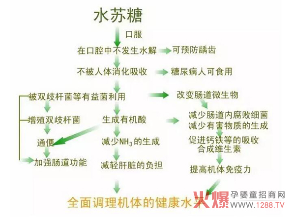 真滋元为你解读关于水苏糖的那些事儿