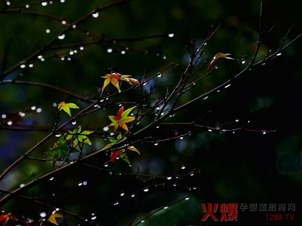 大降温来了 卡倍多OPO配方羊奶粉帮你解决三