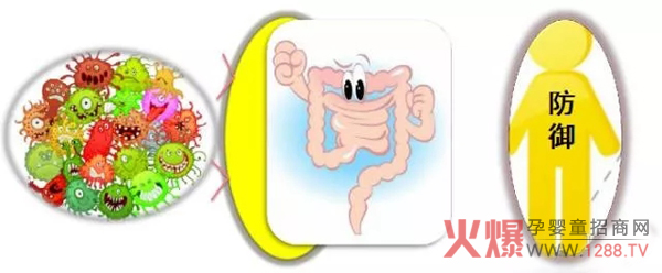 益生菌的作用.jpg