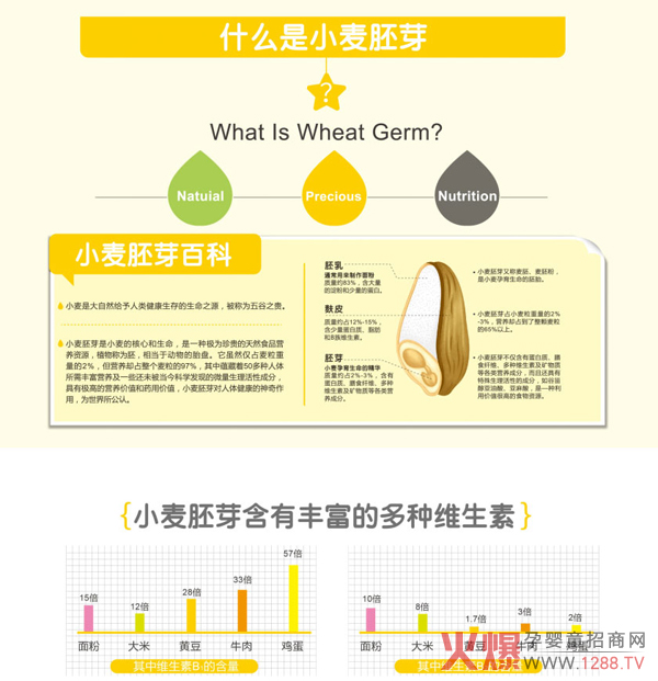 小麥胚芽百科.jpg 小麥胚芽百科.jpg