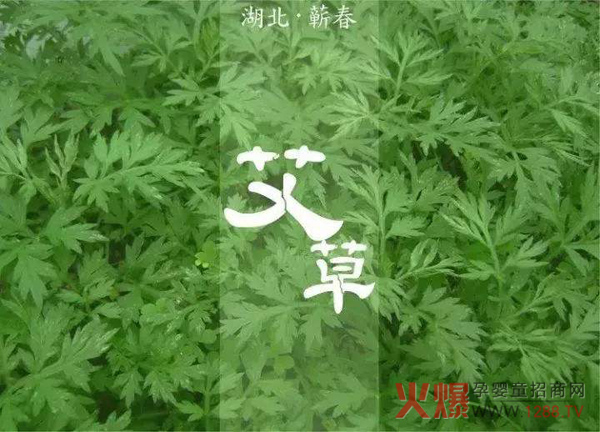 蕲艾.jpg 蕲艾.jpg