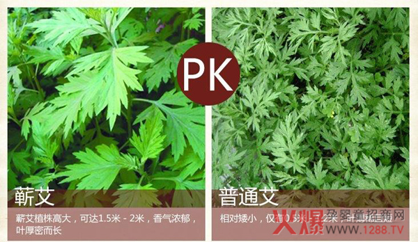 蕲艾.jpg 蕲艾.jpg