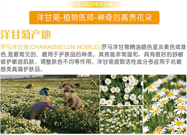 洋甘菊產(chǎn)地.jpg