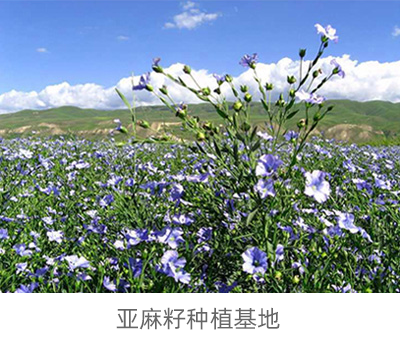 亞麻籽油種植基地