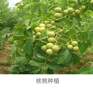 核桃油種植基地
