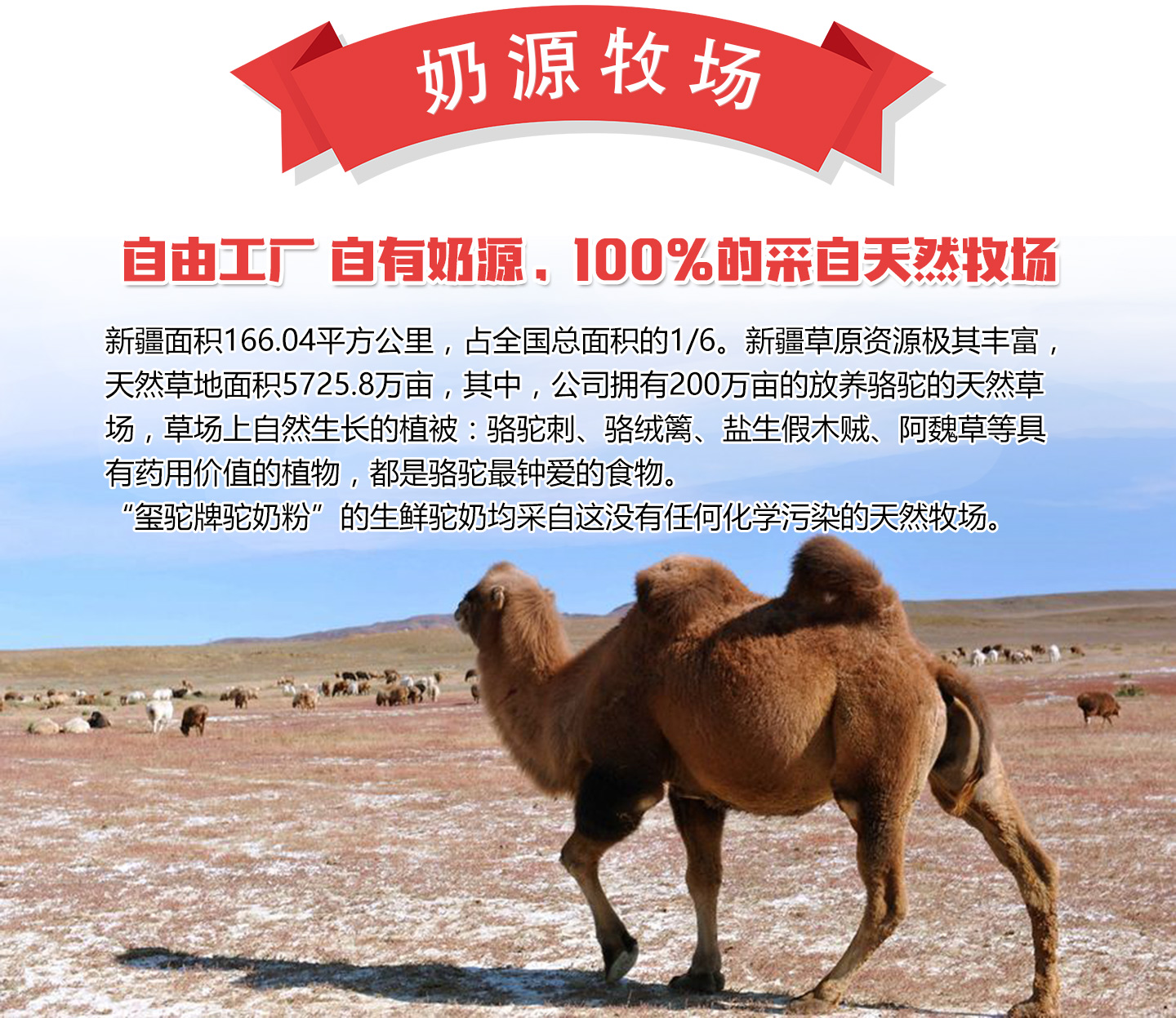  共识玺驼驼乳粉奶源牧场
