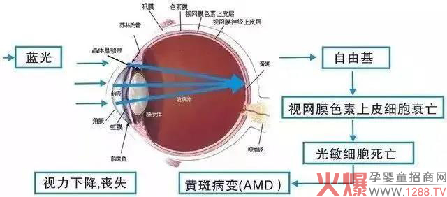 葉黃素.jpg 葉黃素.jpg