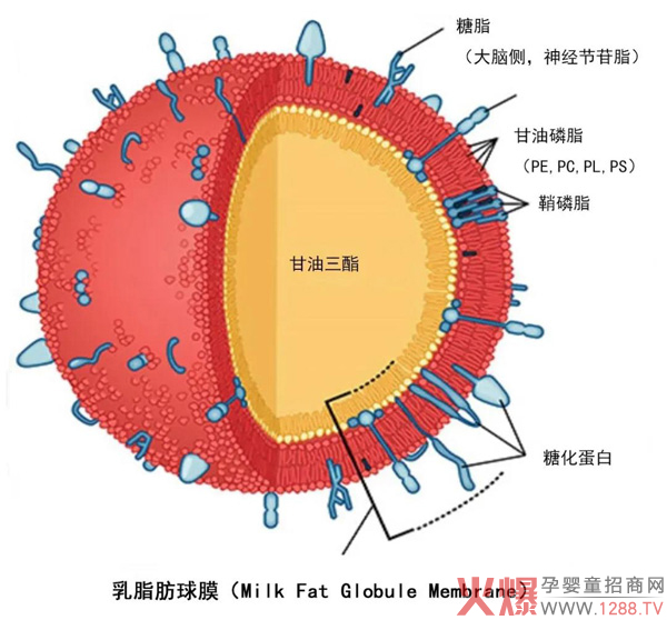 彤博士脂球乳铁乳清蛋白粉新品来袭专业好品质营养新突破