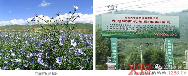 自有千畝有機亞麻籽、有機核桃種植基.jpg 自有千畝有機亞麻籽、有機核桃種植基.jpg