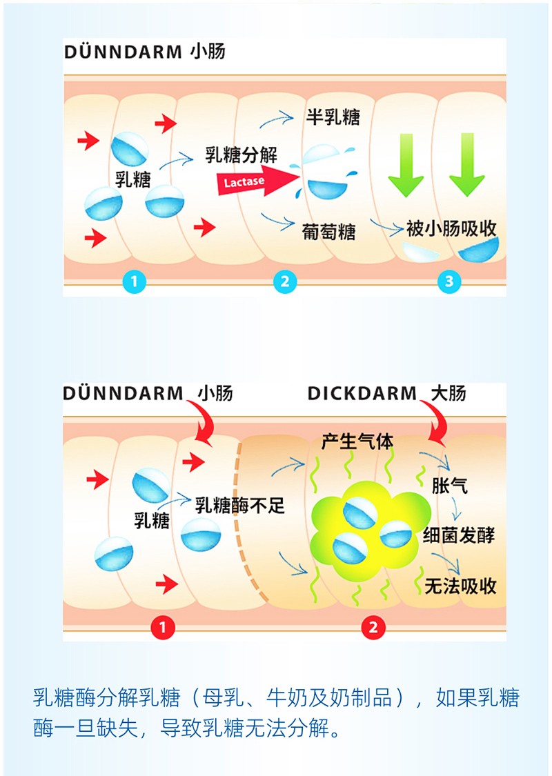  金奇仕乳糖酶調(diào)制乳粉詳情圖_03