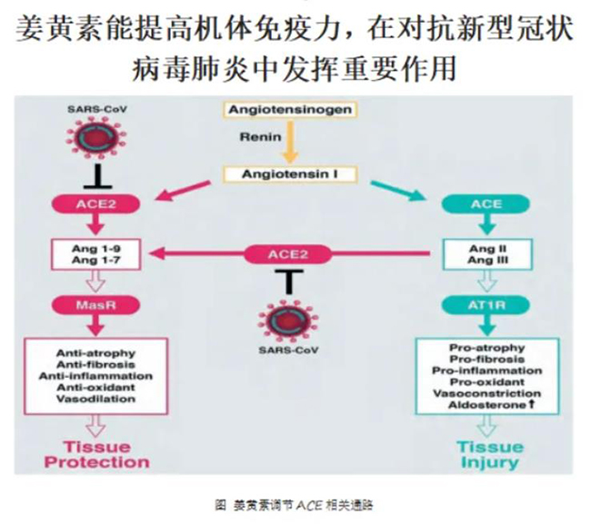 姜黄素.jpg 姜黄素.jpg
