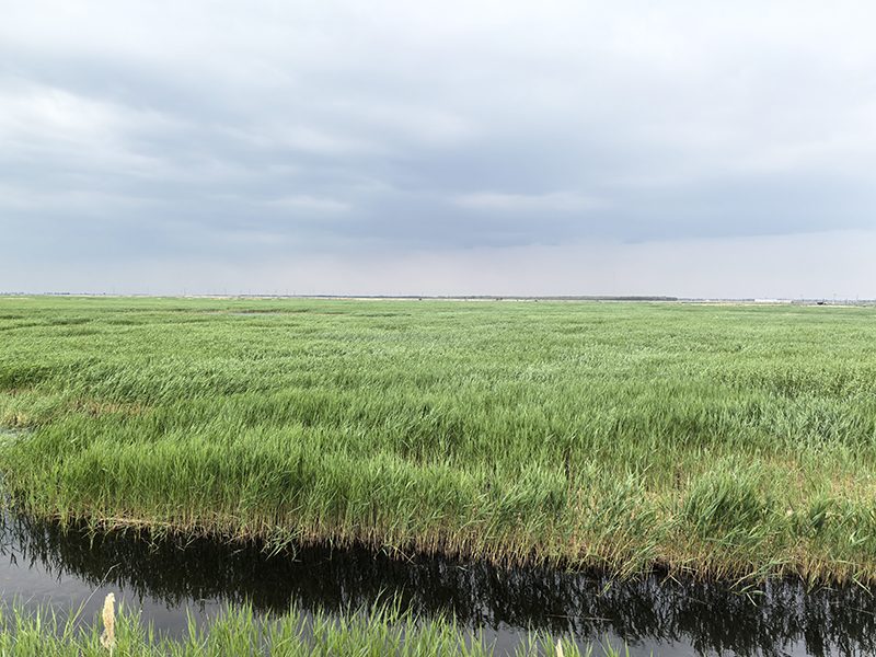 華丹有機(jī)草場(chǎng)實(shí)景.jpg