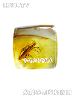 中鴿琥珀材質(zhì)胎毛章