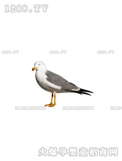 ٿƿ֮ƪ