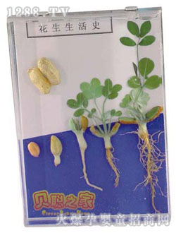 贝聪花生生长史教具